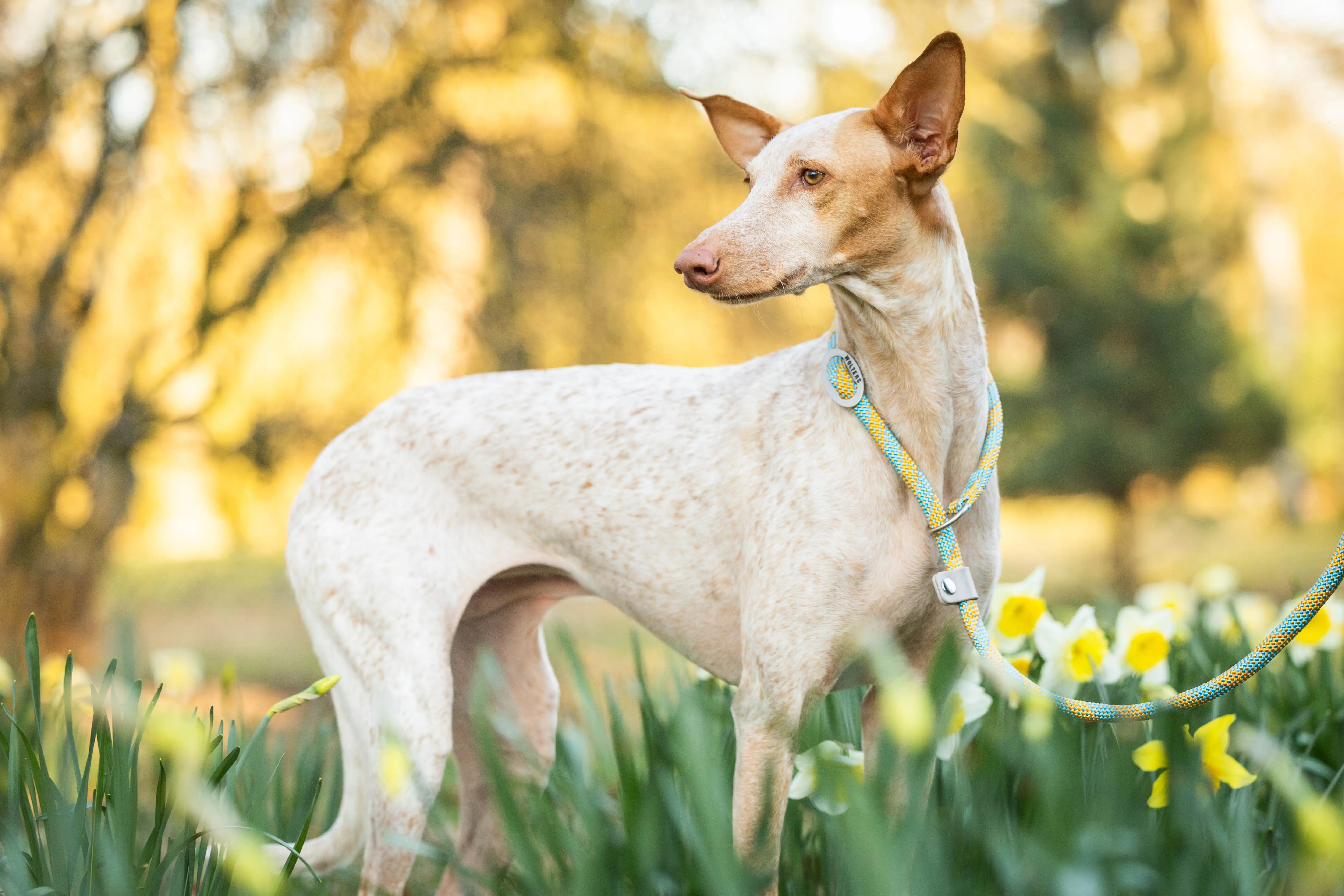 Everest-Tauprogramm Moxonleine